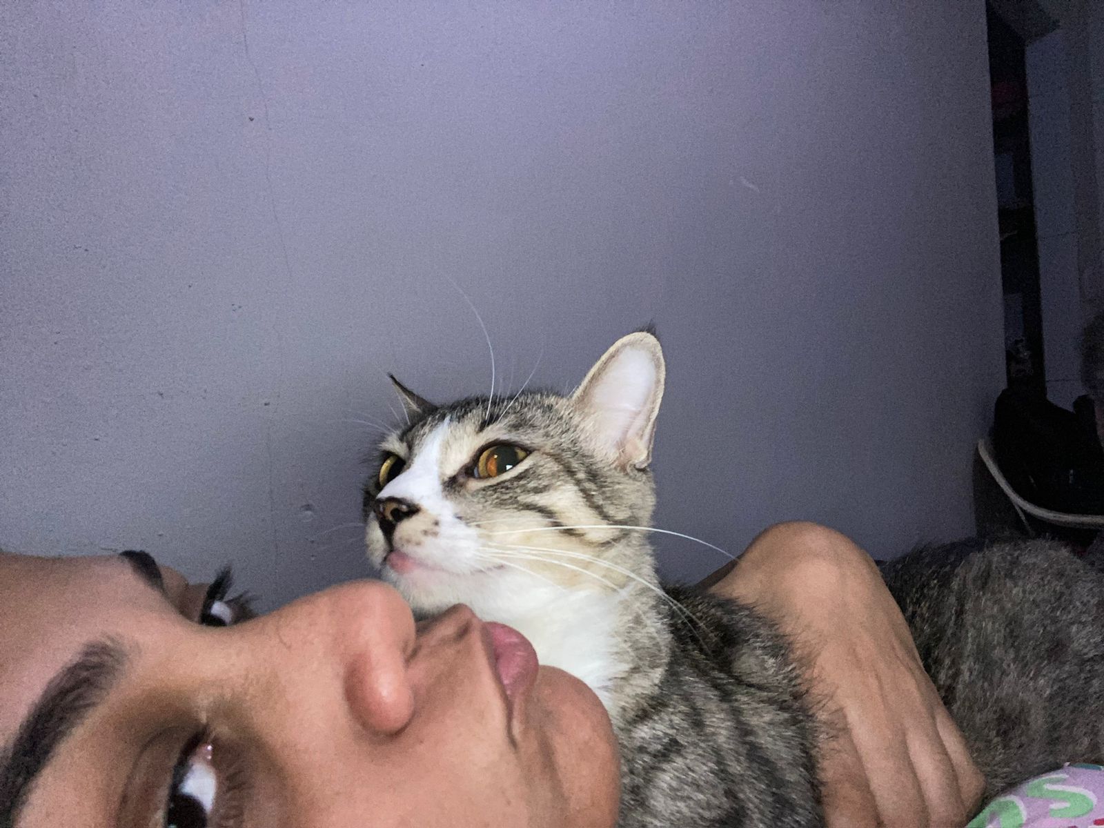 amor felino